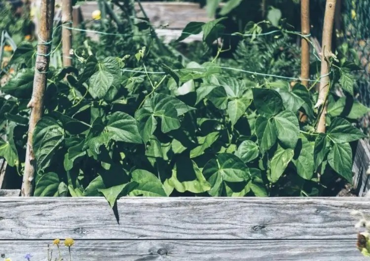 Que mettre dans mon composteur au printemps ?